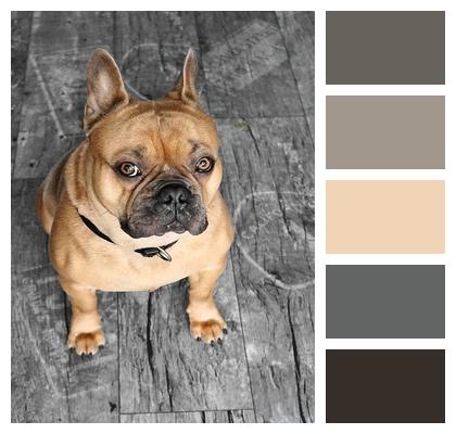 Dog French Bulldog Animal Image